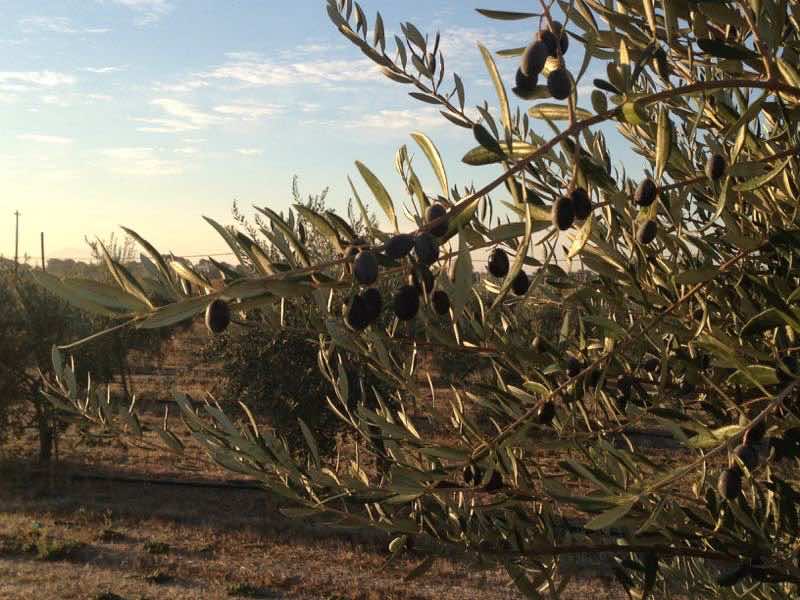 IL Fioello Olive Groves | Cooking-Outdoors.com | Gary House