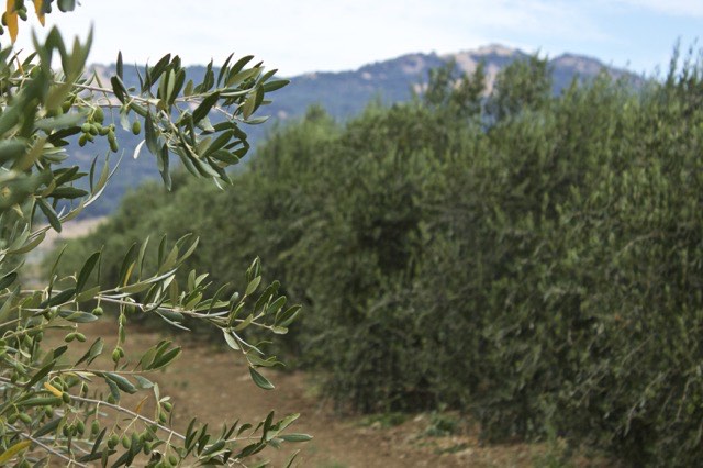 Il Fiorello Olive Grove | Traveling4Food | Gary House