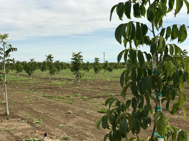 Newly Planted Walnut Orchard | Traveling 4 Food | Gary House