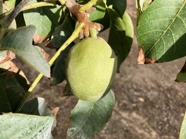 Walnut Ready for Harvest | Traveling 4 Food | Gary House